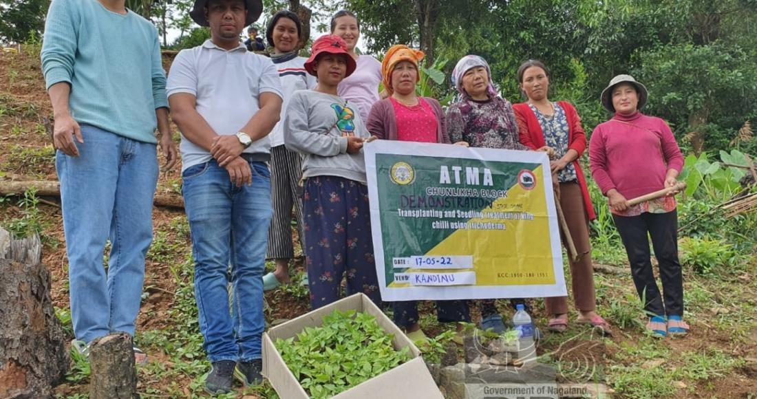 DEMONSTRATION ON TRANSPLANTING AND SEEDLING TREATMENT OF KING CHILLI USING TRICHODERMA