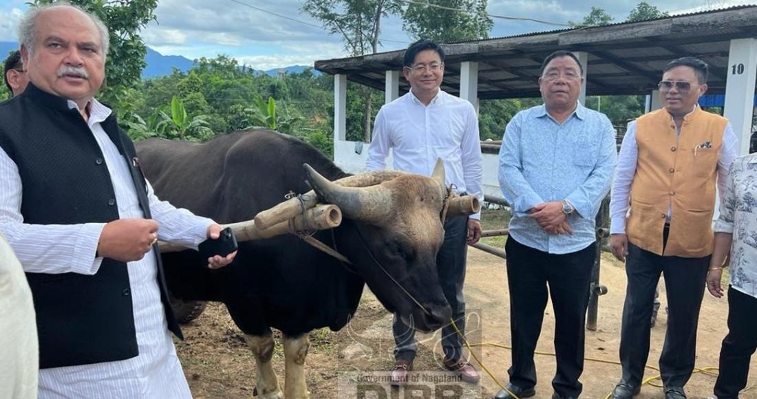 Union Minister of Agriculture and Farmers' Welfare, Narendra Singh Tomar accompanied by Minister G. Kaito Aye, Advisor Mhathung Yanthan, and APC Y. Kikheto Sema IAS during his visit to the National Research Center for Mithun on 26th June 2022. (DPRO Dimapur) 